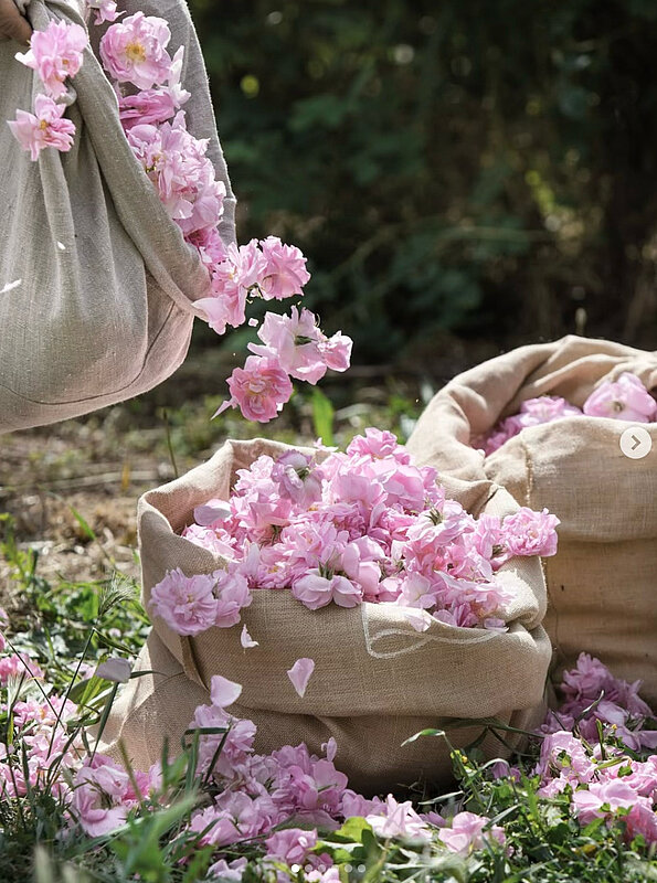 Récolte des fleurs pour créer le parfum l’Aire de GRASSE de Fragonard