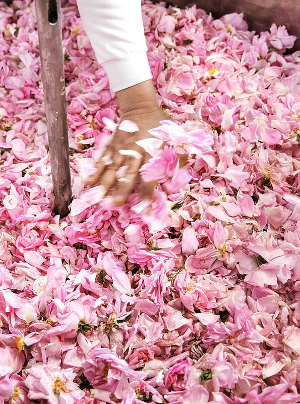 Avec L’Aire de GRASSE, Fragonard réussit le pari de relier 100 ans d’héritage parfumé à une écriture olfactive contemporaine.